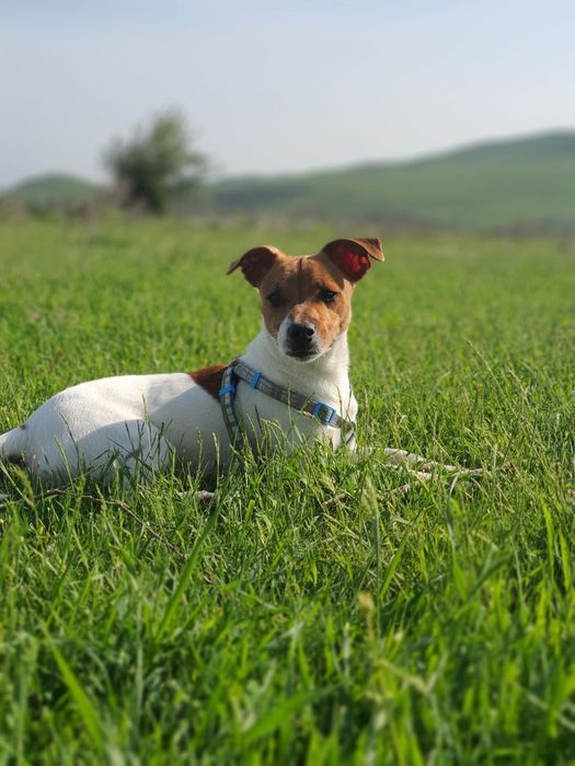 Вязка Джек Рассел терьер