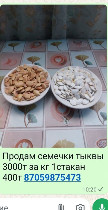 Семена тыквы продам