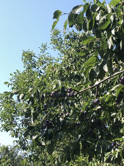 Vand prune pentru palincă