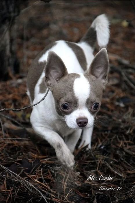 Предлагаю кобеля Чихуахуа вязка