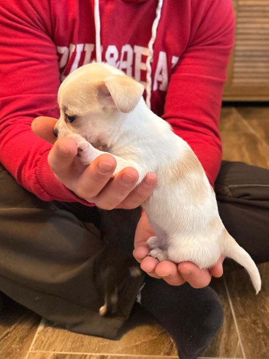 Vand catelusa Chihuahua