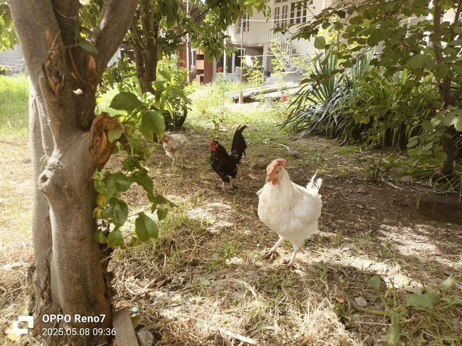 Tovuqlar  sotiladi tuxumda