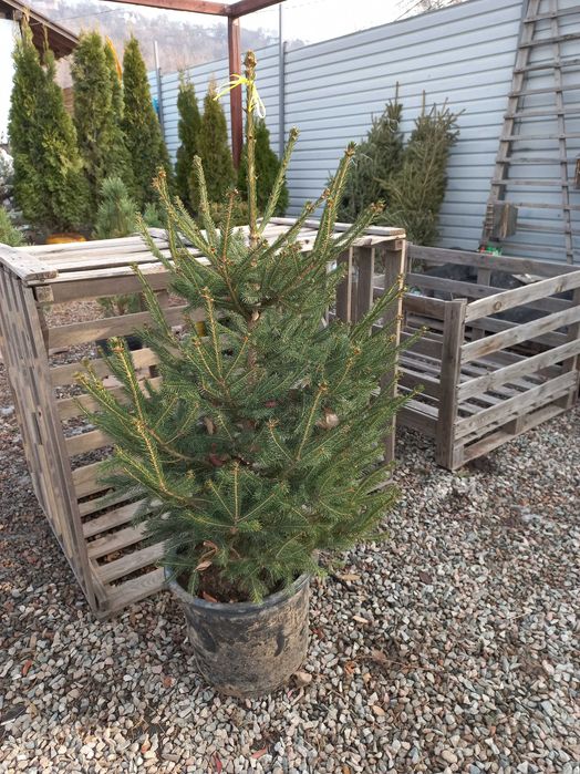 Ель Европейская 120 - 140см