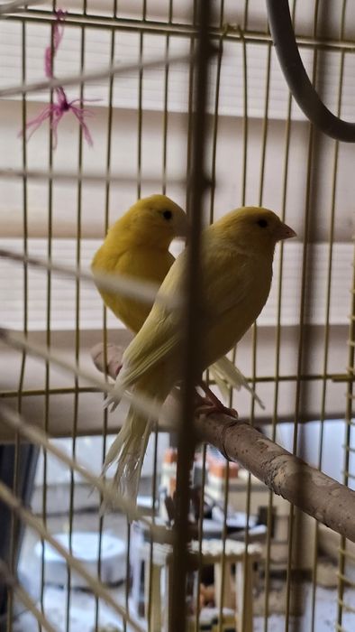 Пара взрослых канареек