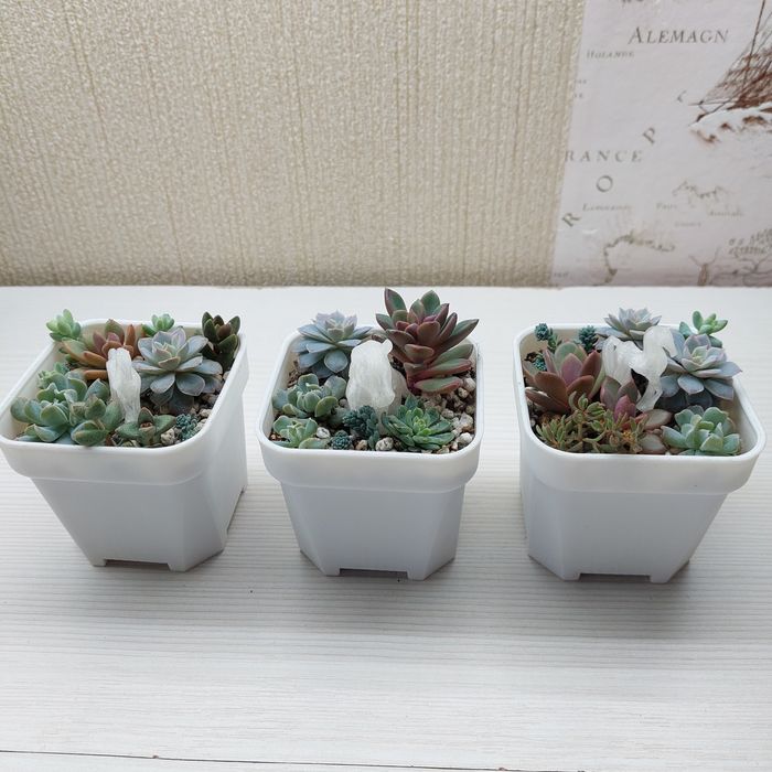 Композиция цветов суккуленты