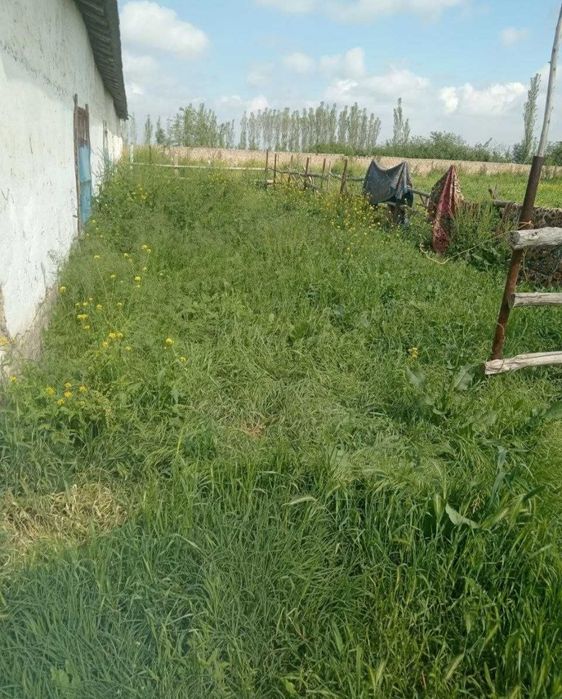 Срочно Тайёр Ферма Сотилади Корасуда 51 соток