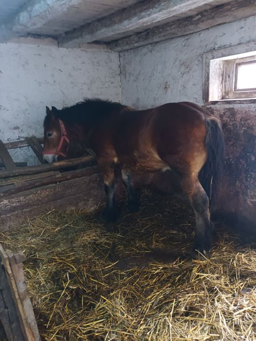 Mânz murg de vânzare