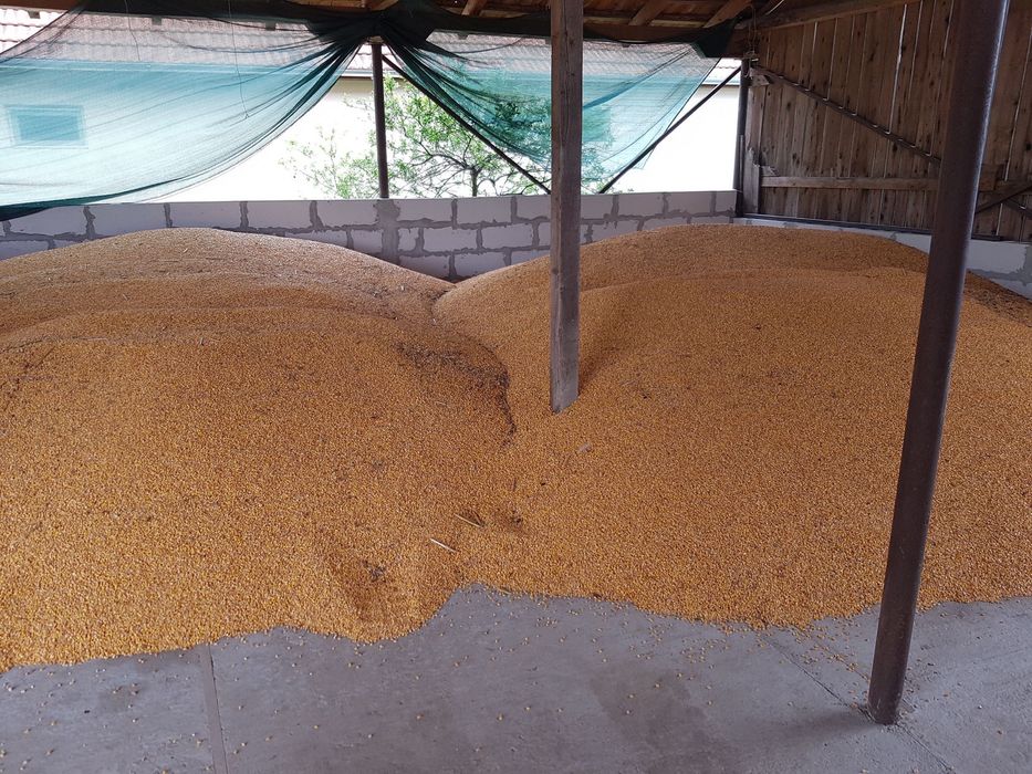 Vand porumb si grau asigur transport