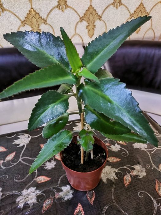 Каланхоэ лечебное. Доставка