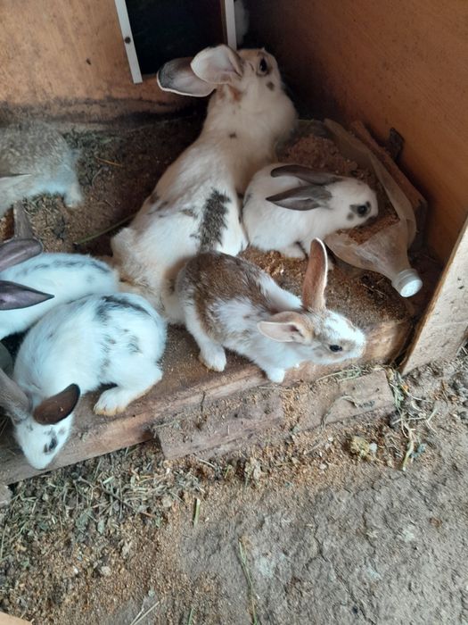 Кролики. Көжектер