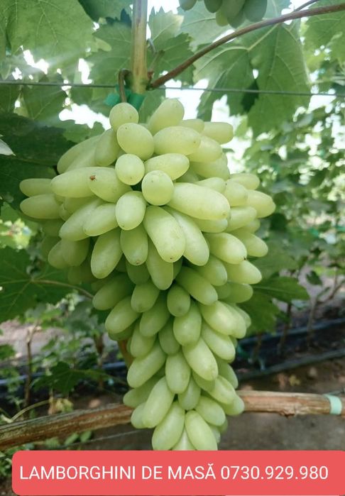Viță de vie altoită Soiuri Deosebite.