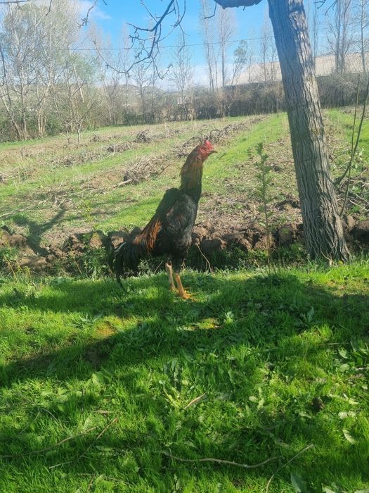 Juja xuroz sotiladi kariski