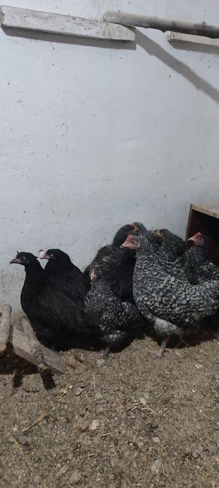 Қолдың жұмыртқасы сатылады 90 тг