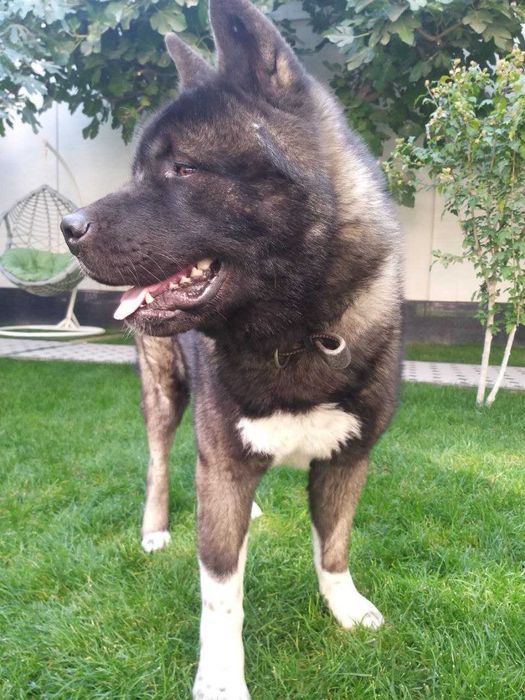 Американская Акита Вязка