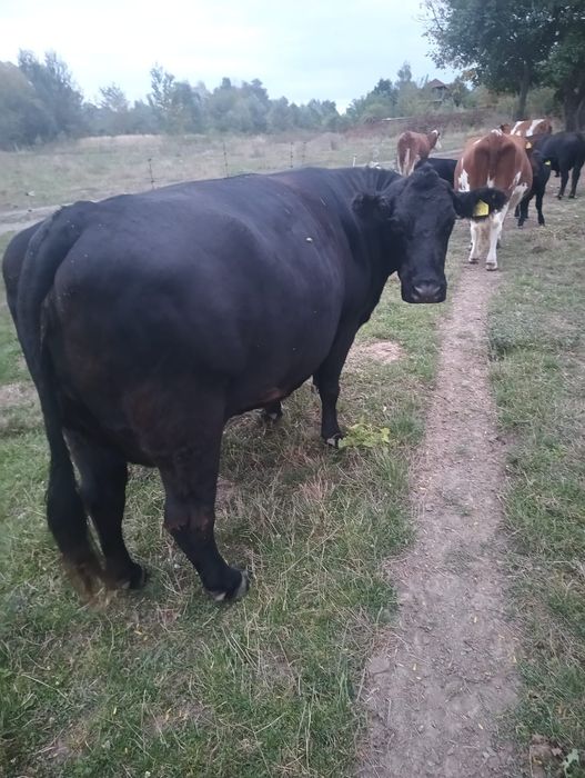 Vacă Angus gestantă acte metis fără origini blândă stă la muls