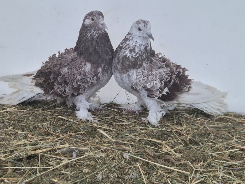 Vând porumbei creti