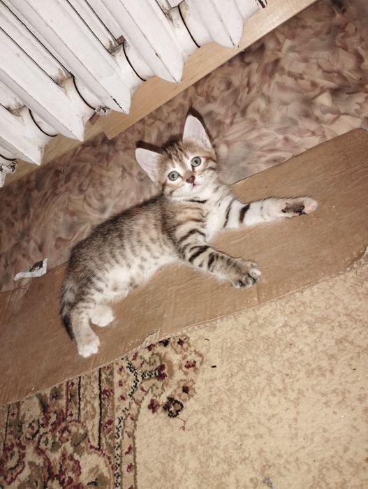 Отдаём котят в добрые руки