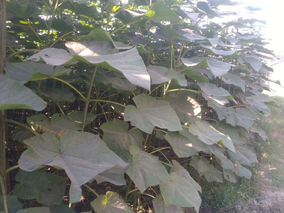 Pavloniya ko'chatlari