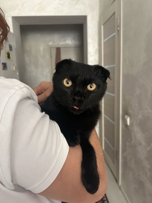 Пародасы бар мысык