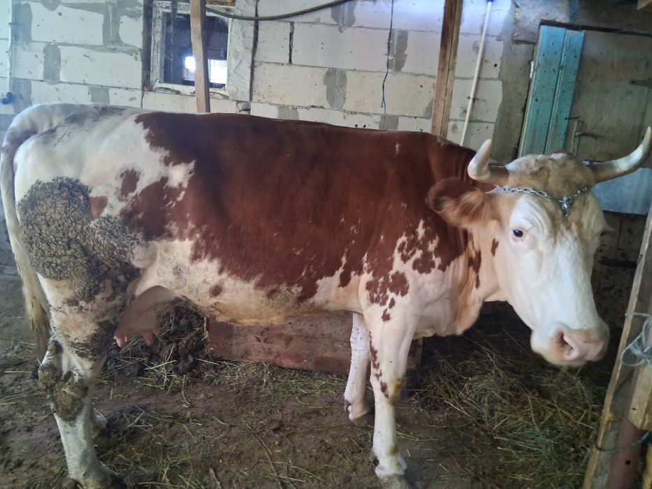 Vaca baltata afata an 7 luni