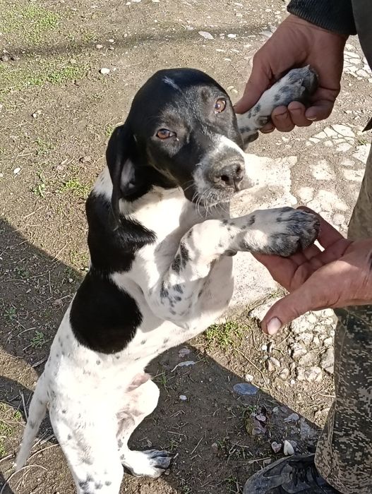 Продается щенок Пойнтер 4 месяца