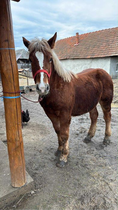 Vând mânz de 9 luni pret 85negociabil