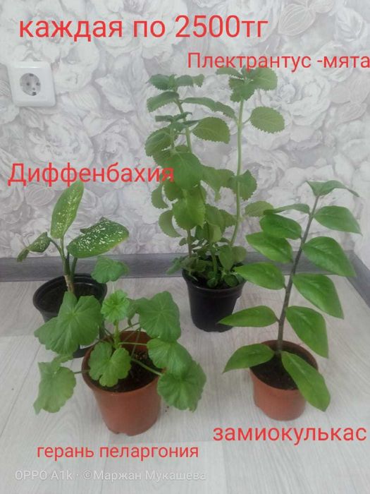 Цветы и Растения