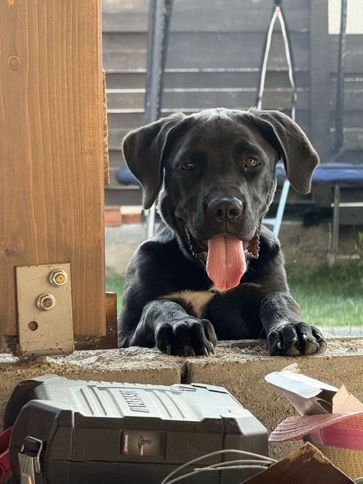 Donez metis Cane Corso