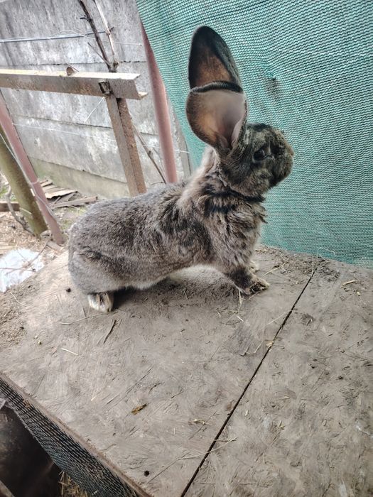 Urias german diferite cuiburi