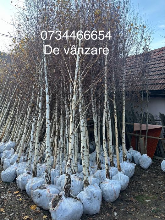 Tei Mesteacan Platan