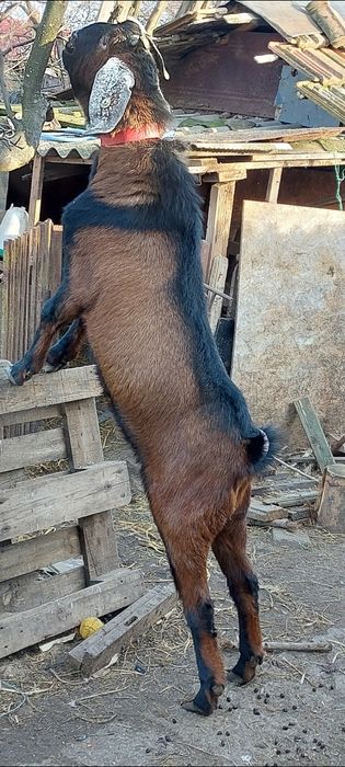 Vând tap anglonubian tânăr