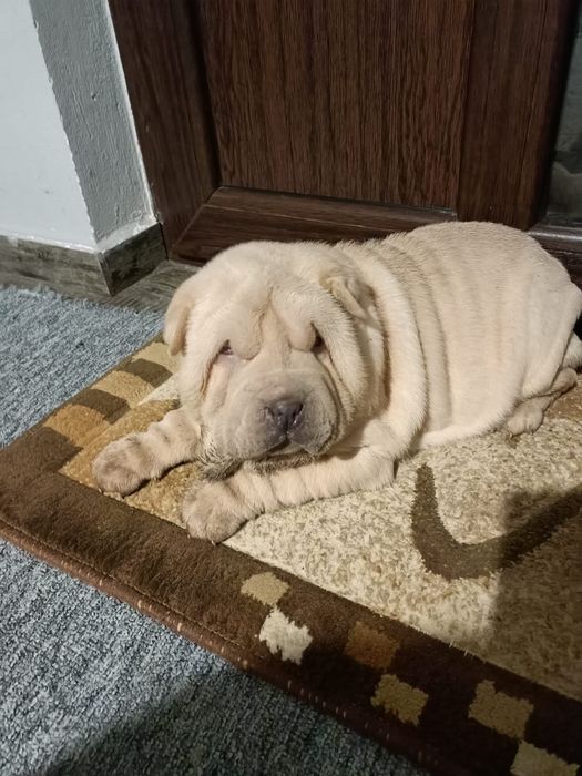 Sharpei dragalasi