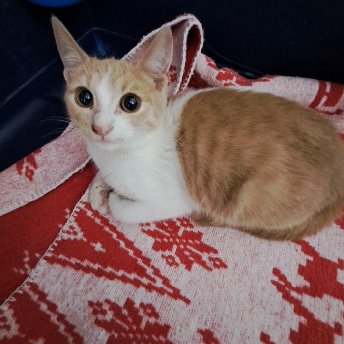 Adoptie pisica pui roscat Spiridon