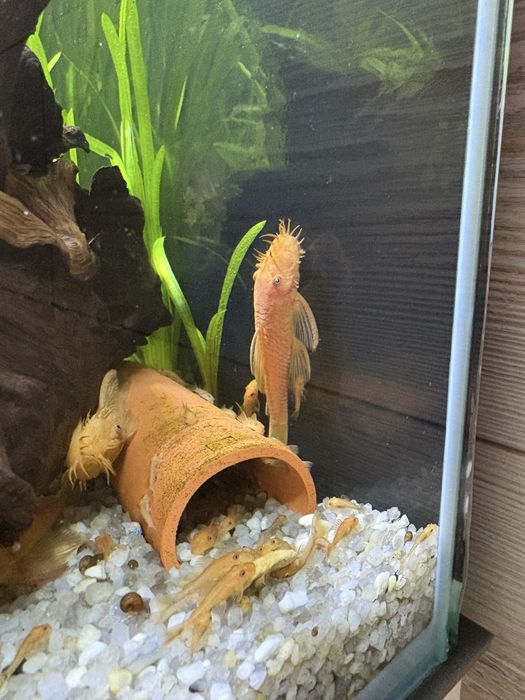 анциструс супер ред