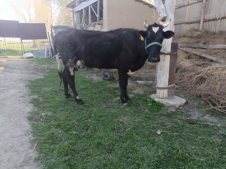 Сауын сиыр сатылады