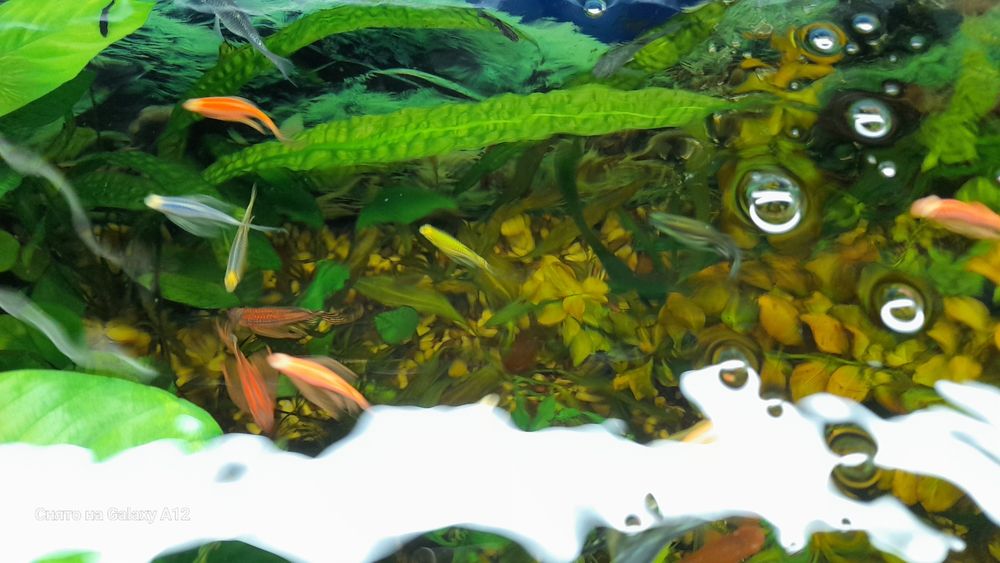 Данио рыбки продаются.