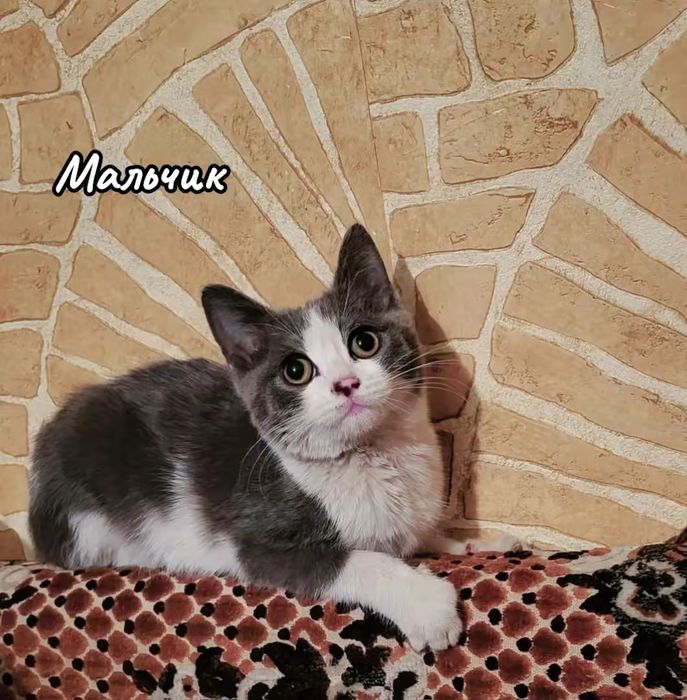 Котята в добрые руки!