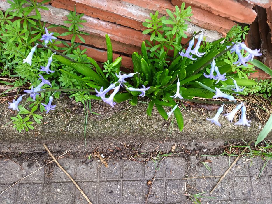 Продава се Земеделски имот в Созопол -  кв.м за 2142 €/дка - Снимка #1