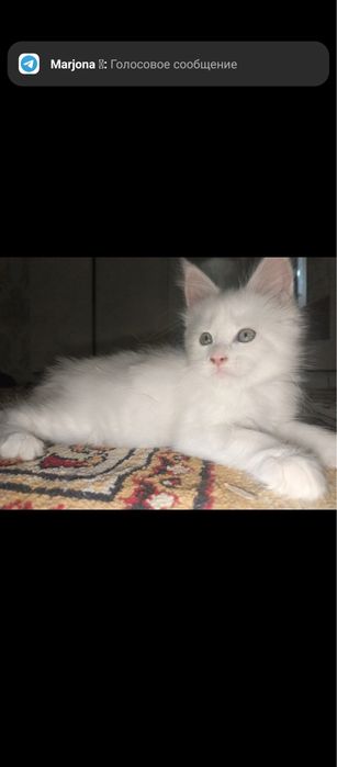 Mein kun mushukchalar