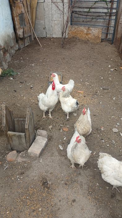 Продам петушка бел