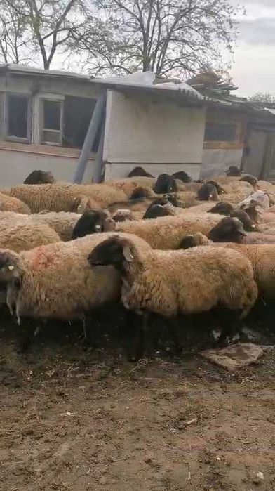 Oi și capre de vânzare