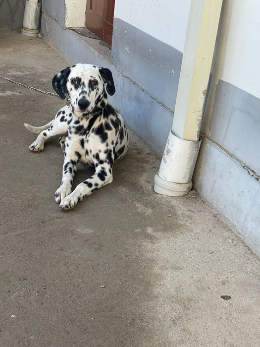 Dalmatin kuchuk sotiladi juda ham toza qonlik