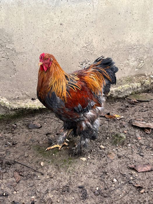 Pereche găini brahma