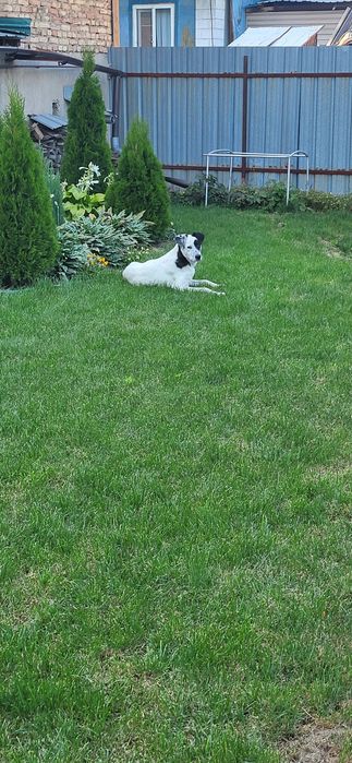 Животное собака. Собака