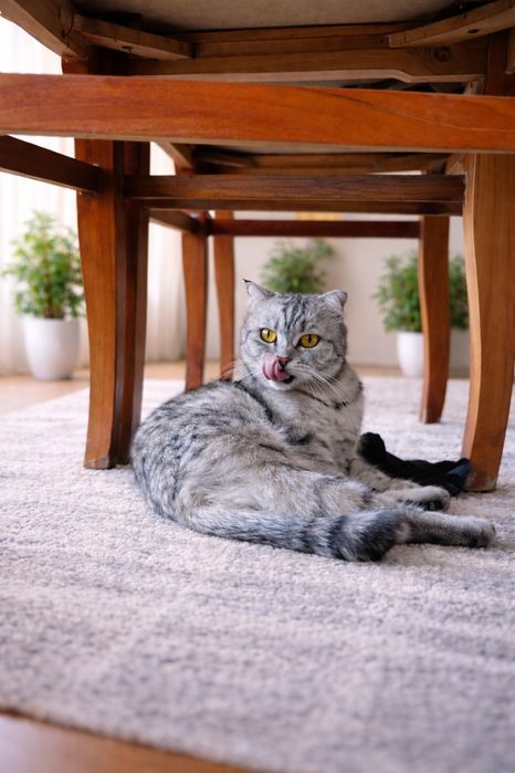 Серебристый шиншилла Скоттиш фолд