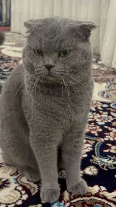 Кошка Мушук сотилади