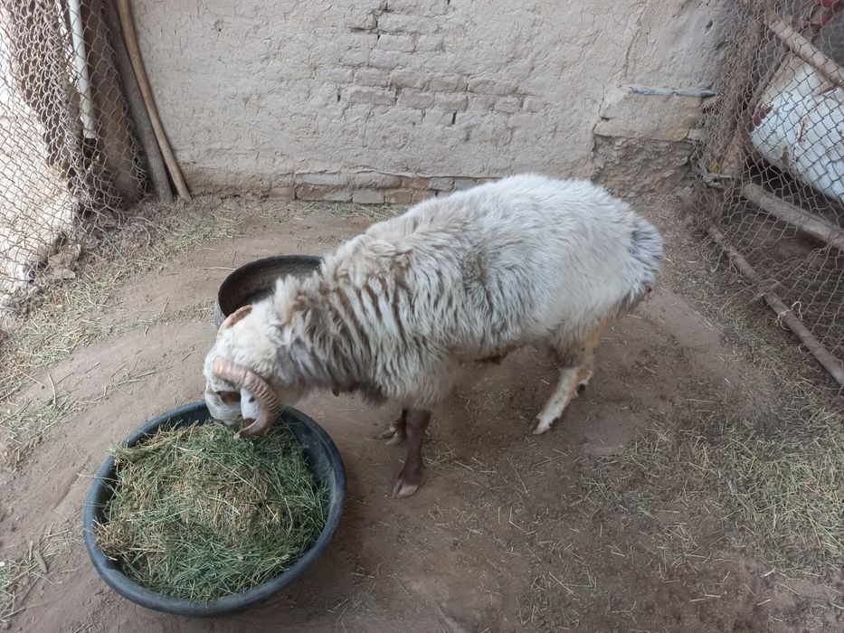 Кучкорла сотилади