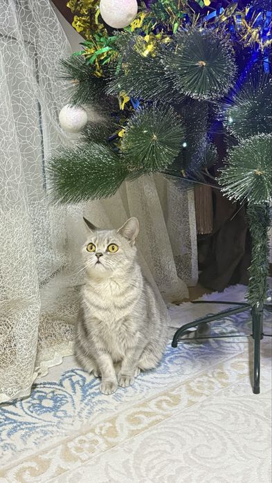 Отдам кошку британская полосатая