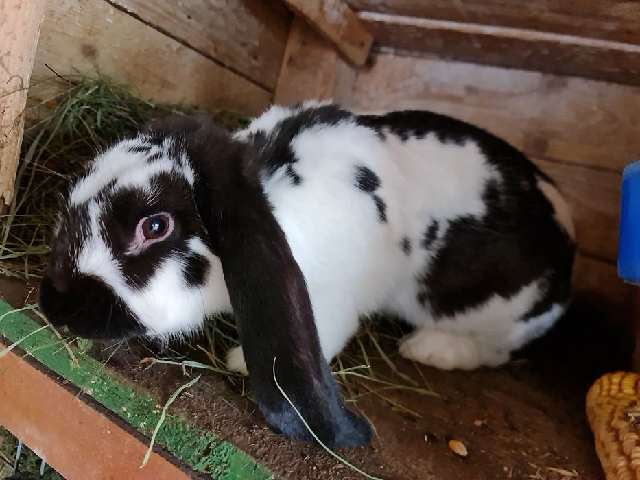 Vând iepuri.      .