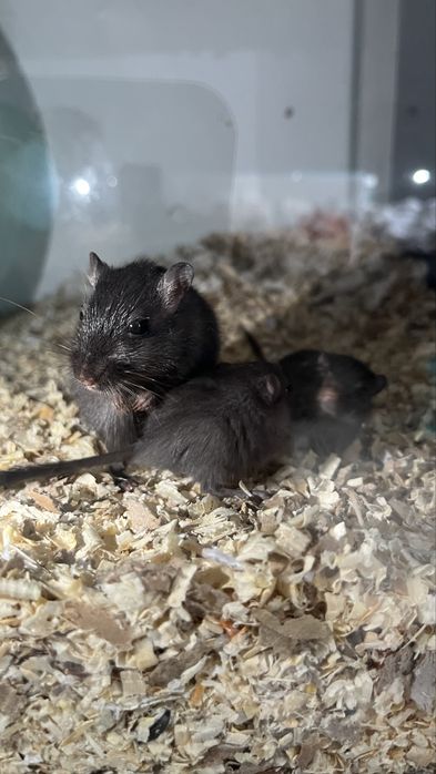 Donez Pui de Gerbil + Adulti